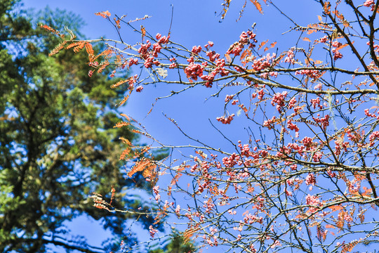 紅豆