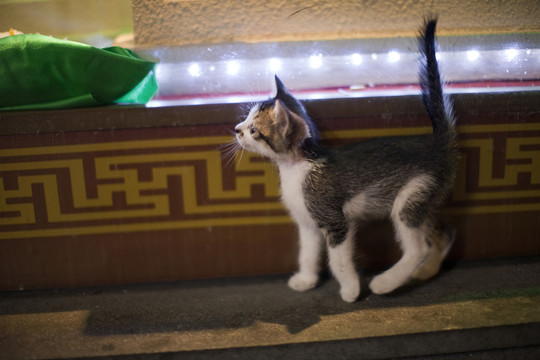 小貓