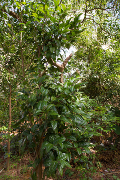 金花茶 植株