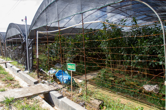 防城金花茶 種植基地