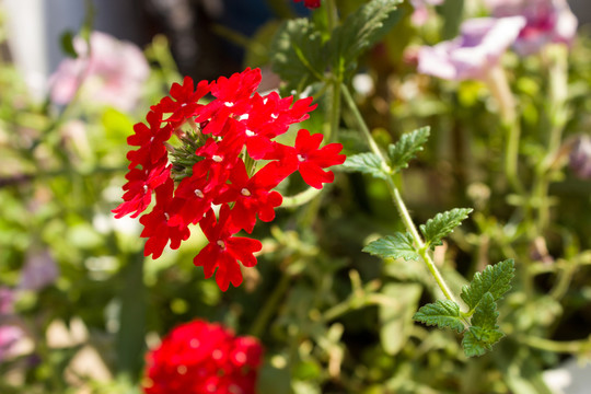 綠葉紅花