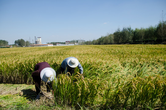 農(nóng)民收割水稻