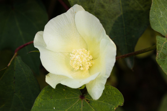棉花花期