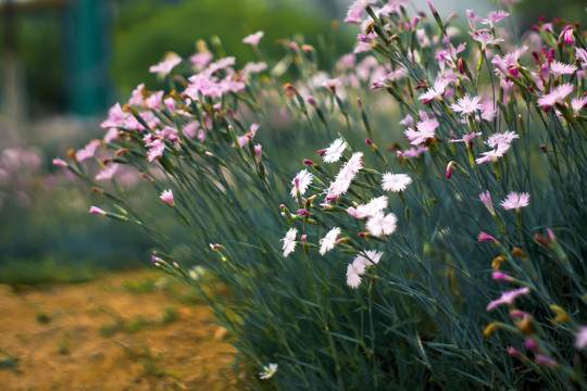 花叢