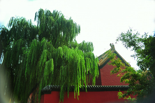 垂柳 軒轅故里 可放大素材