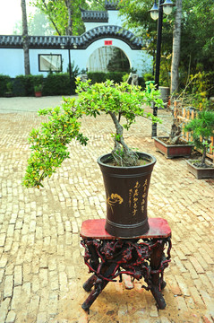 個(gè)園 可放大素材