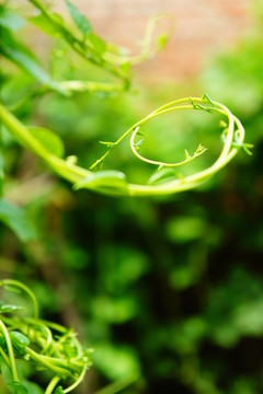 植物