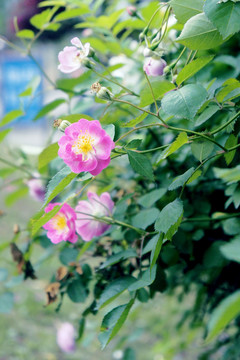 花