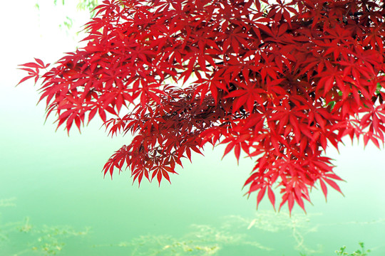 紅葉