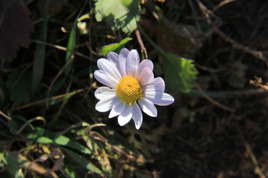 太陽花