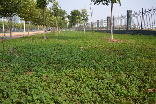 草地