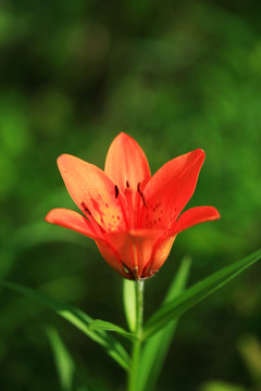 百合花