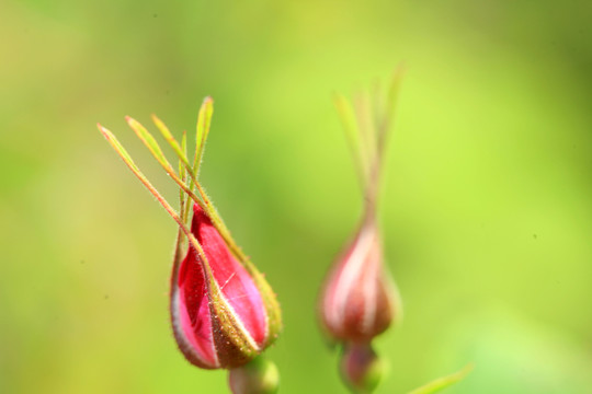 野薔薇花蕾
