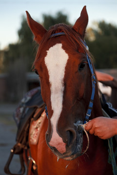 馬