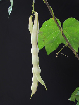 生長(zhǎng)的豆角