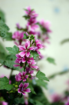 蜀葵花