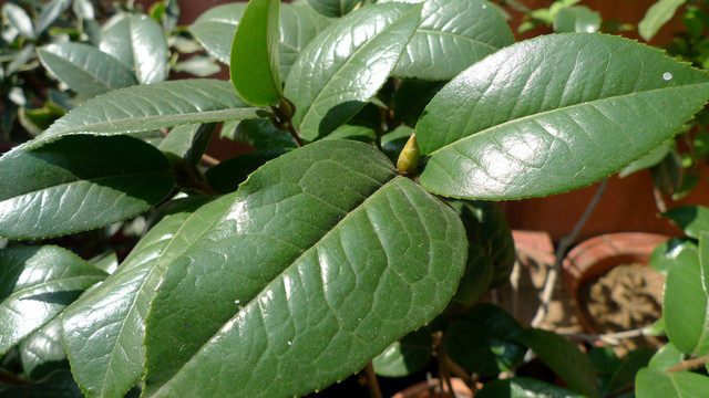 植物 盆栽 綠植 花卉 時(shí)尚
