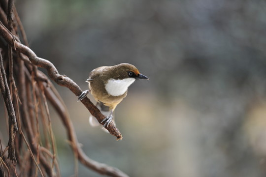 鳥