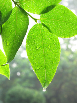 有雨滴的樹葉