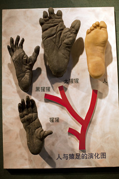 上海自然博物館 考古 自然科學(xué)