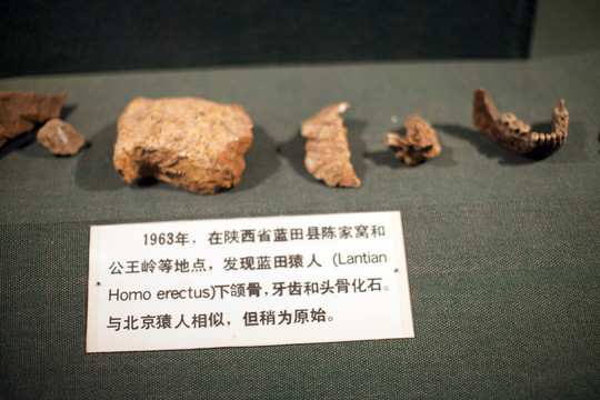 上海自然博物館 考古 自然科學(xué)