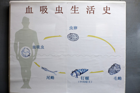 上海自然博物館 水生物 血吸蟲