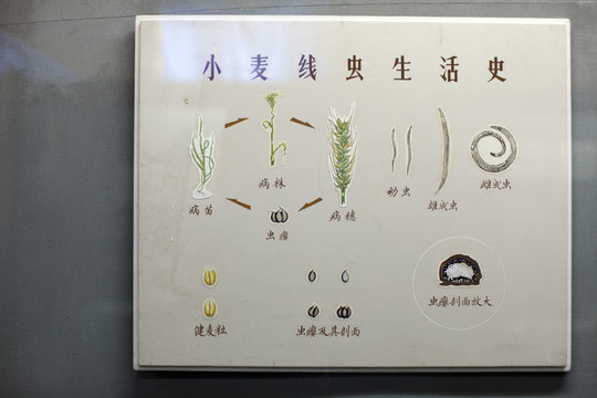 上海自然博物館 農(nóng)業(yè)害蟲 昆蟲