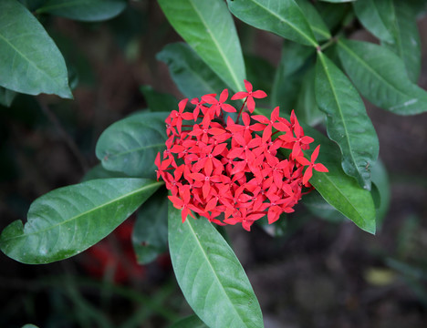 龍船花
