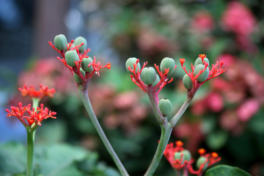 熱帶花卉