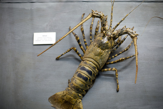 上海自然博物館 海洋生物 標(biāo)本