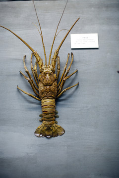 上海自然博物館 海洋生物 標(biāo)本