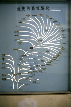 上海自然博物館 海洋生物 魚類