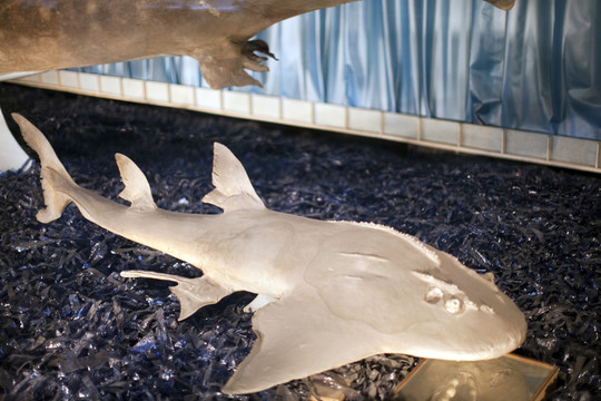 上海自然博物館 海洋生物 魚(yú)類(lèi)