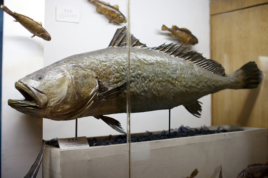 上海自然博物館 海洋生物 魚(yú)類