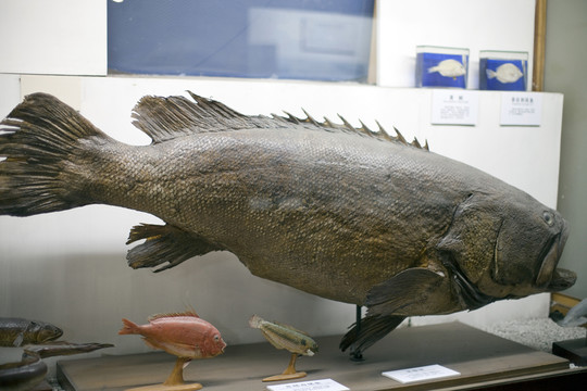 上海自然博物館 海洋生物 魚類