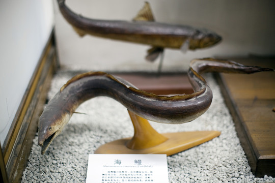 上海自然博物館 海洋生物 魚類