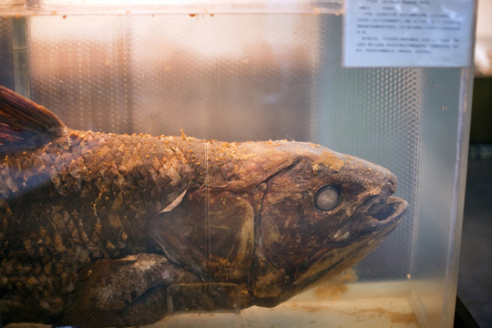 上海自然博物館 海洋生物 魚類