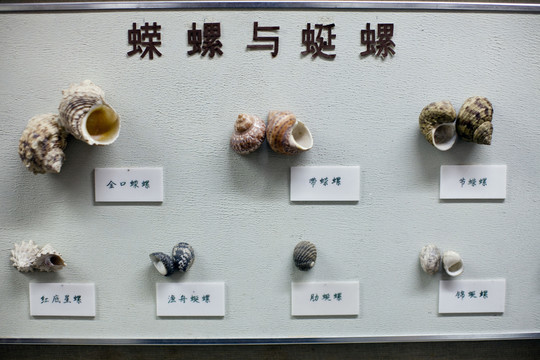 上海自然博物館 海洋生物 標(biāo)本