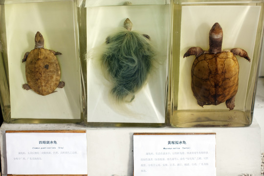 上海自然博物館 兩棲動物 龜