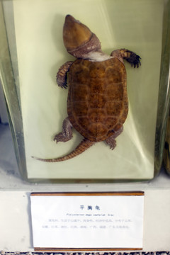 上海自然博物館 兩棲動物 龜