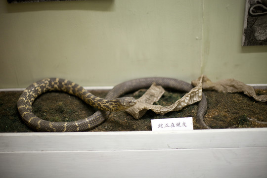 上海自然博物馆 冷血动物 蛇