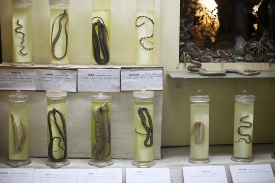上海自然博物馆 冷血动物 蛇