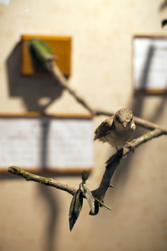 上海自然博物館 鳥類 飛禽標(biāo)本