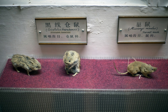 上海自然博物館 哺乳動物 標本