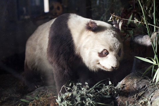 上海自然博物館 哺乳動物 標(biāo)本