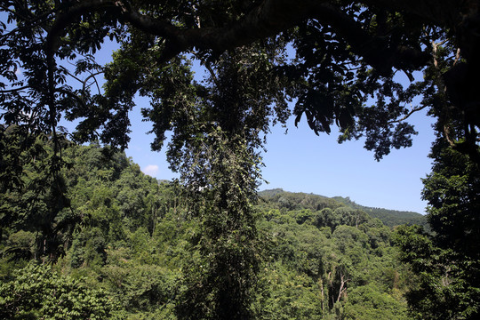 西雙版納望天樹(shù)景區(qū)