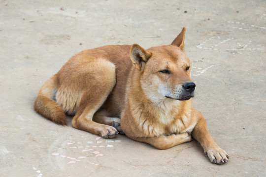 大黃狗