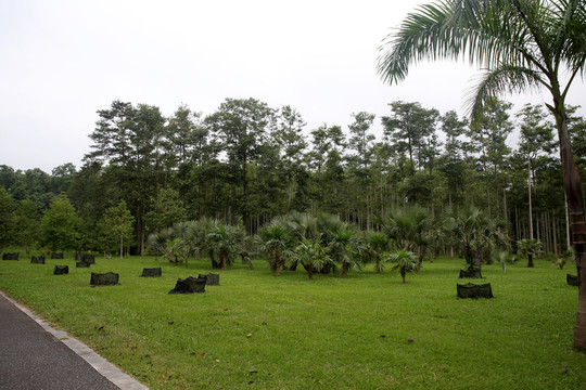 西雙版納熱帶植物園