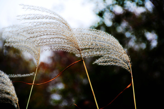 芒草