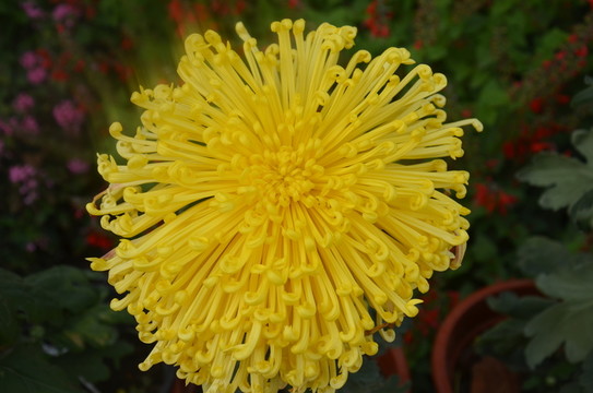 菊花